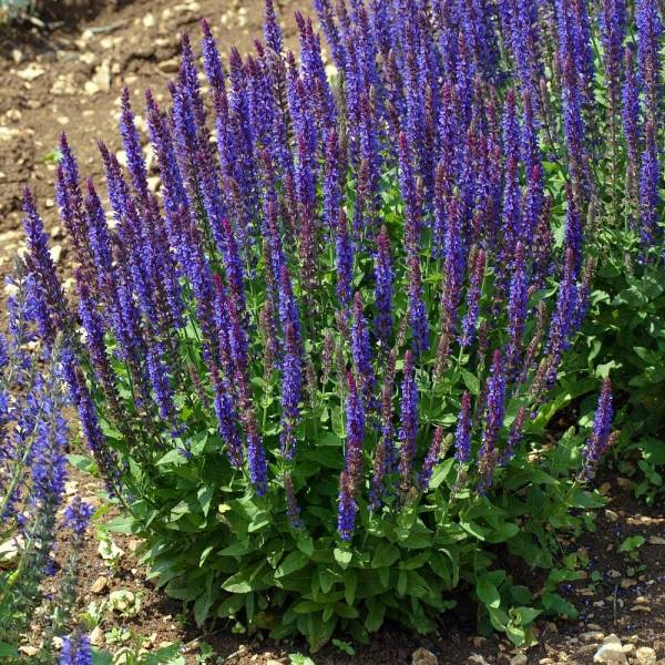 Sauge des bois Ostfriesland en pleine floraison