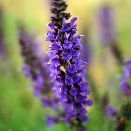 Salvia x sylvestris 'Mainacht' - Sauge des bois