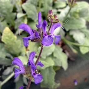 Salvia canescens