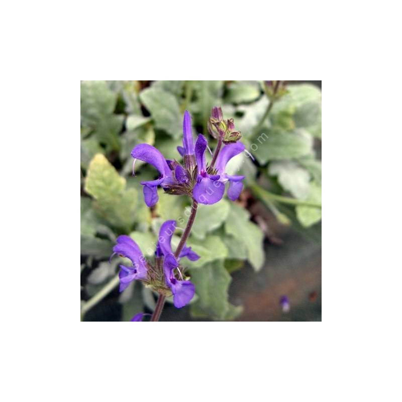 Salvia canescens