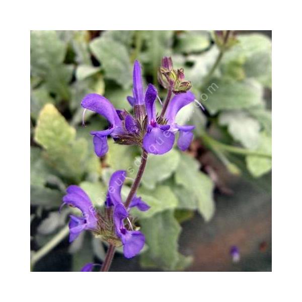 Salvia canescens