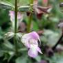 Salvia taraxacifolia - Sauge à feuille de Pissenlit