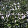 Salvia taraxacifolia - Sauge à feuille de Pissenlit