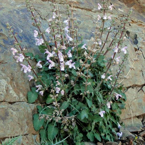 Salvia taraxacifolia - Sauge à feuille de Pissenlit Salvia taraxacifolia - Sauge à feuille de Pissenlit