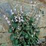 Salvia taraxacifolia - Sauge à feuille de Pissenlit