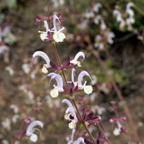 Détail des feuilles tomenteuses de Salvia cyanescens