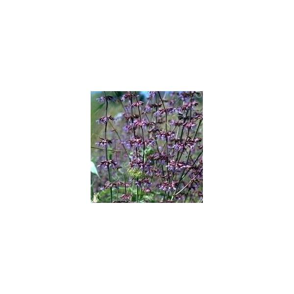 touffe de  Salvia judaica - Sauge de Judée