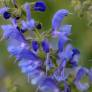 fleur de Salvia transylvanica - Sauge de Transylvanie