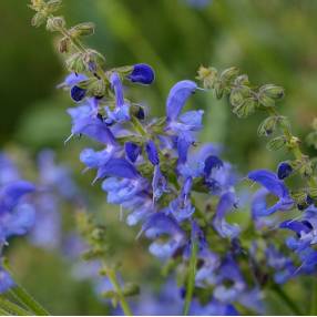 touffe de Salvia transylvanica - Sauge de Transylvanie