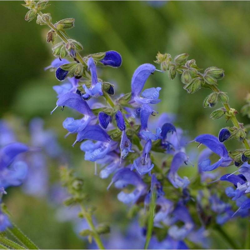 touffe de Salvia transylvanica - Sauge de Transylvanie