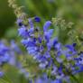 touffe de Salvia transylvanica - Sauge de Transylvanie