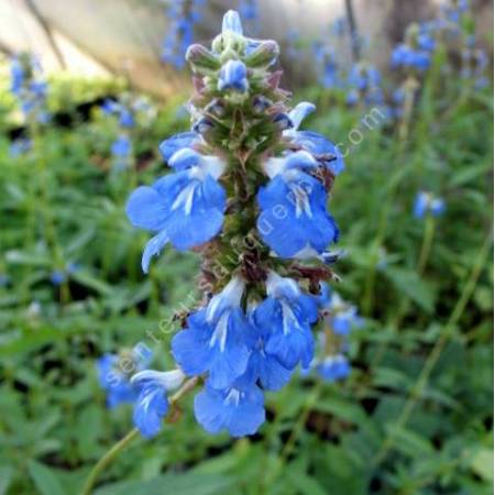 fleur de Salvia uliginosa - Sauge des marais