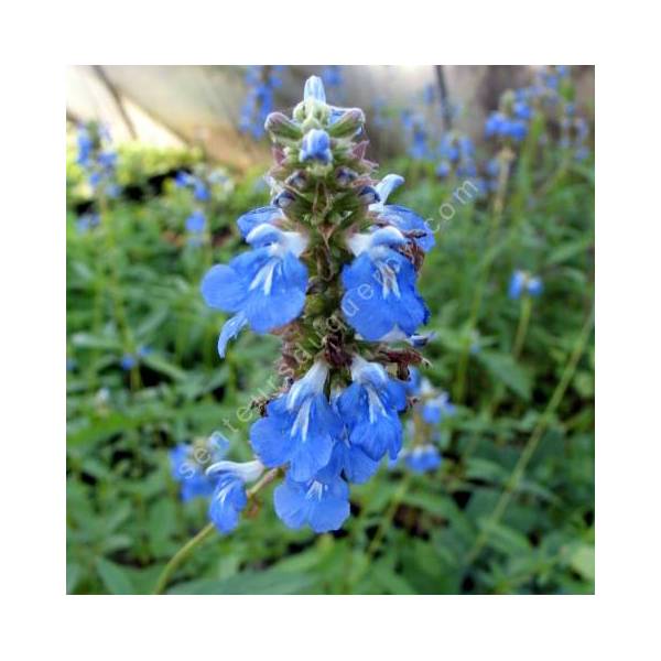 fleur de Salvia uliginosa - Sauge des marais fleur de Salvia uliginosa - Sauge des marais