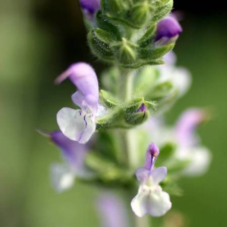 fleur de Salvia verbenaca - Sauge à feuilles de verveine