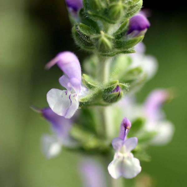 fleur de Salvia verbenaca - Sauge à feuilles de verveine