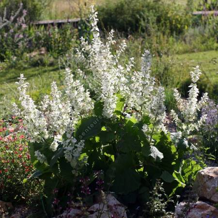 touffe de Salvia sclarea 'Vatican White' - Sauge sclarée blanche