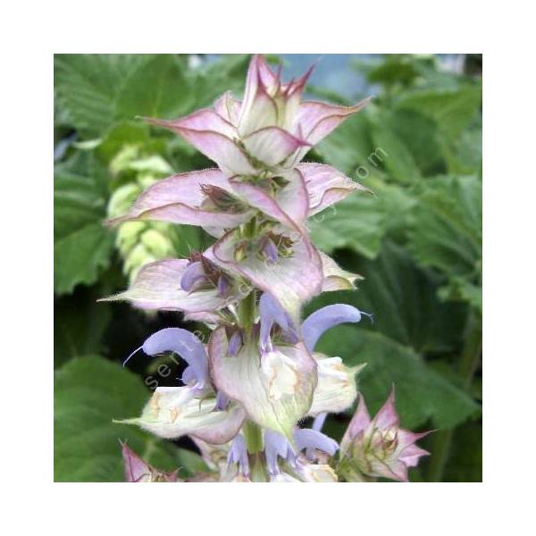fleur de Salvia sclarea var. turkestanica - Sauge sclarée du Turkestan fleur de Salvia sclarea var. turkestanica - Sauge sclarée du Turkestan