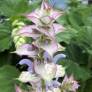 fleur de Salvia sclarea var. turkestanica - Sauge sclarée du Turkestan