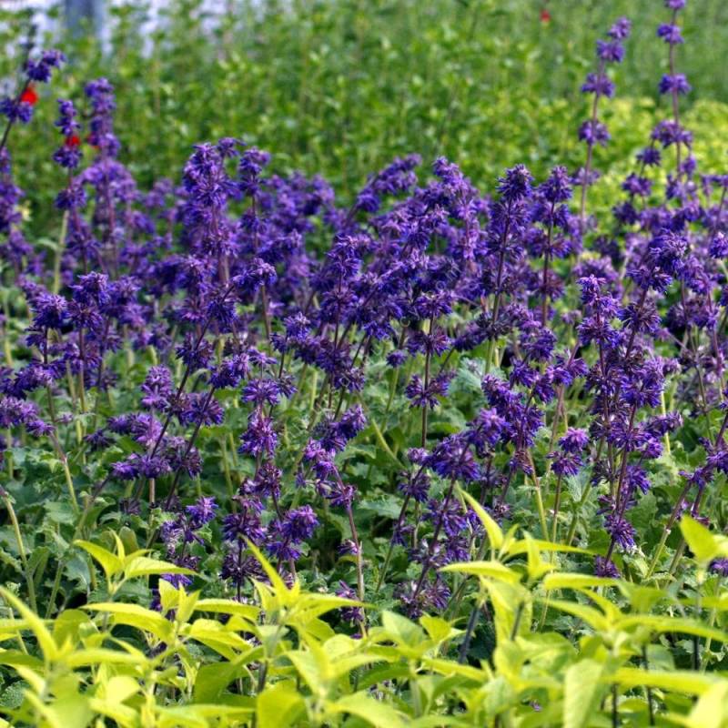 touffe de Salvia verticillata 'Purple Rain' - Sauge verticillée pourpre