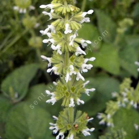 fleur de Salvia verticillata 'Alba' - Sauge verticillée blanche