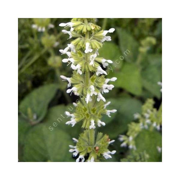 fleur de Salvia verticillata 'Alba' - Sauge verticillée blanche