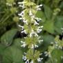 fleur de Salvia verticillata 'Alba' - Sauge verticillée blanche