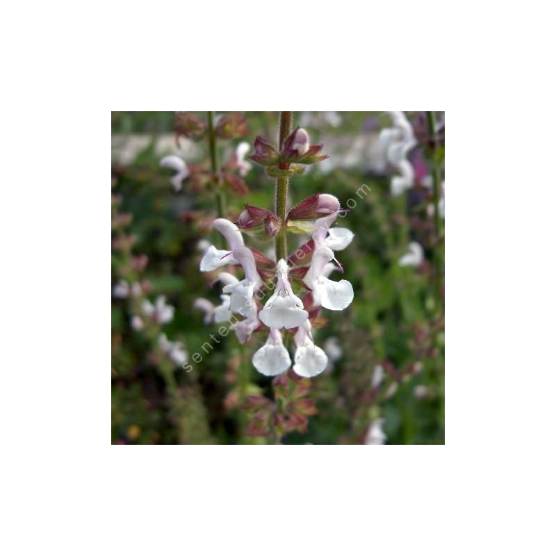 fleur de Salvia transcaucasica - Sauge du Caucase