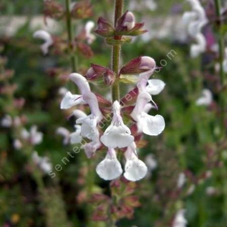 fleur de Salvia transcaucasica - Sauge du Caucase
