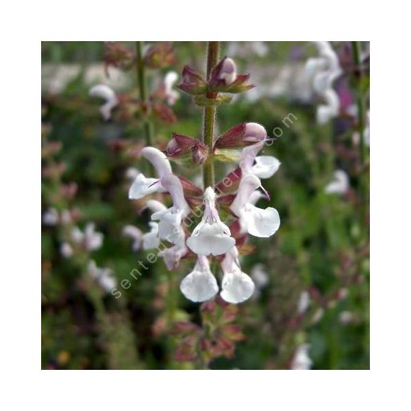 fleur de Salvia transcaucasica - Sauge du Caucase