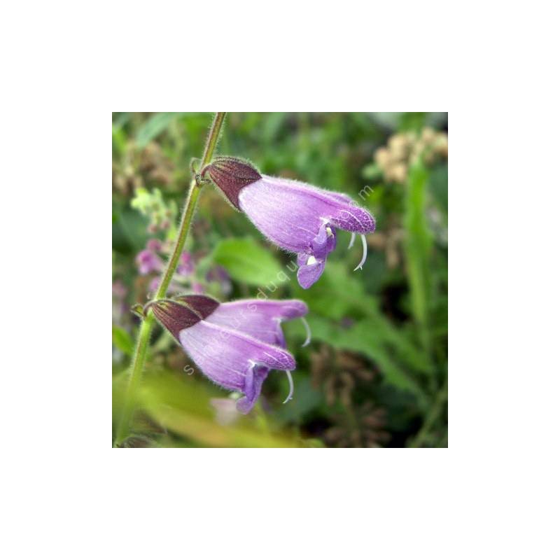 fleur de Sauge de Przewalsk - Salvia przewalskii