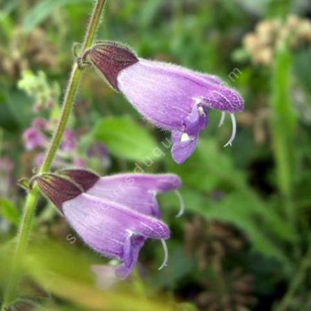 fleur de Sauge de Przewalsk - Salvia przewalskii