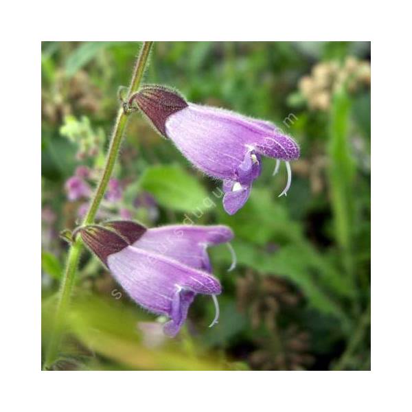 fleur de Sauge de Przewalsk - Salvia przewalskii fleur de Sauge de Przewalsk - Salvia przewalskii
