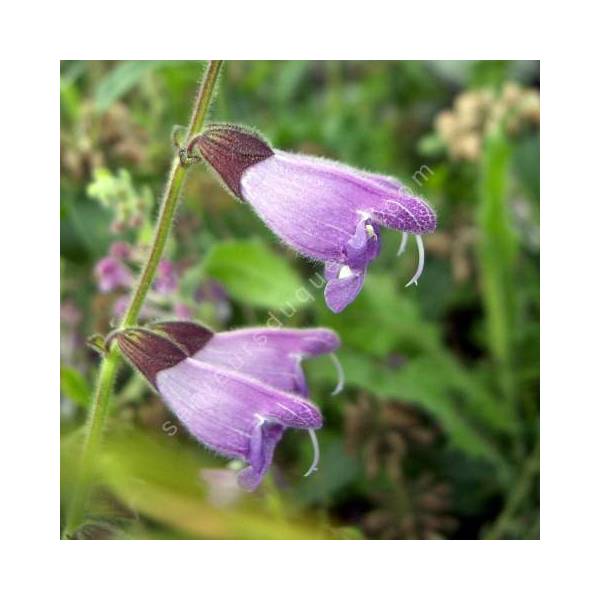 fleur de Sauge de Przewalsk - Salvia przewalskii