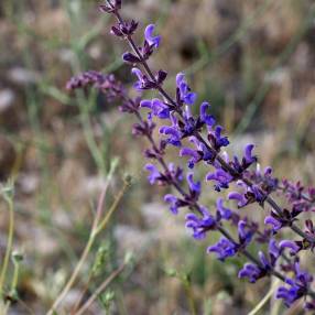 Salvia virgata Sauge effilée en fleurs