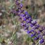 Salvia virgata Sauge effilée en fleurs