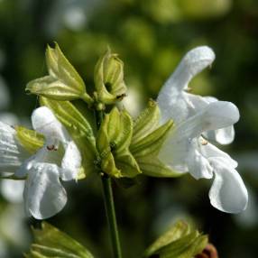 Salvia officinalis 'Albiflora' - Sauge officinale à fleur blanche