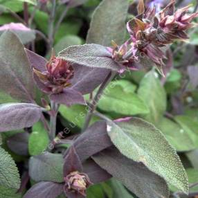 Salvia officinalis 'Purpurascens' - Sauge officinale pourpre