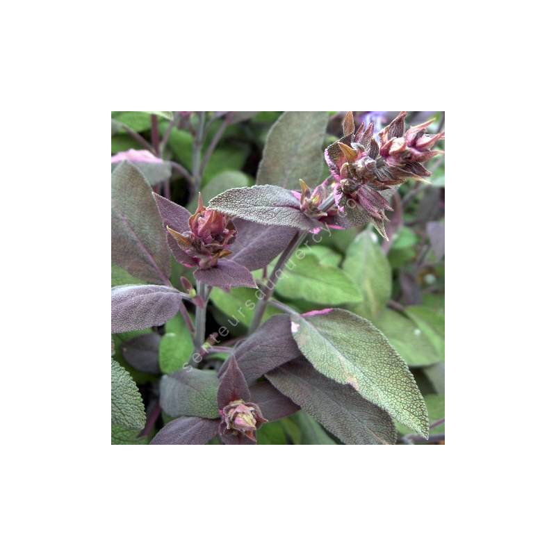 Salvia officinalis 'Purpurascens' - Sauge officinale pourpre