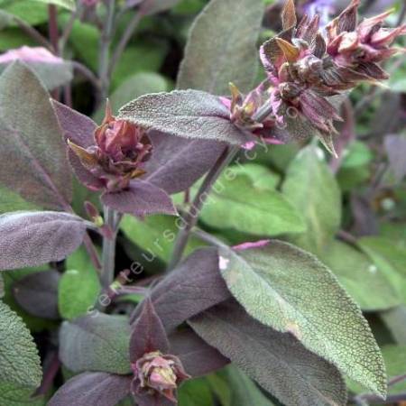 Salvia officinalis 'Purpurascens' - Sauge officinale pourpre