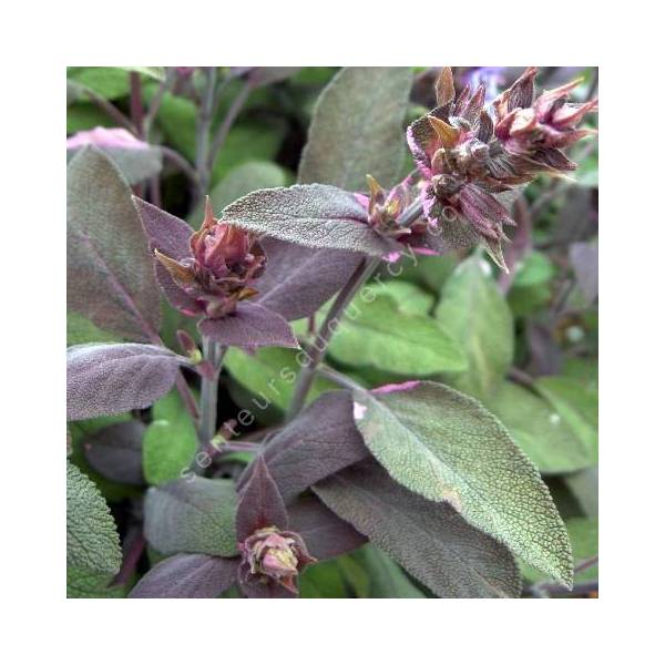 Salvia officinalis 'Purpurascens' - Sauge officinale pourpre