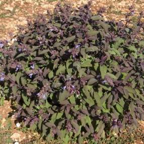 Salvia officinalis 'Purpurascens' - Sauge officinale pourpre