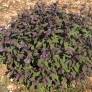 Salvia officinalis 'Purpurascens' - Sauge officinale pourpre