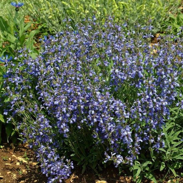 Salvia lavandulifolia - Sauge officinale à feuilles de lavandes Salvia lavandulifolia - Sauge officinale à feuilles de lavandes