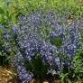 Salvia lavandulifolia - Sauge officinale à feuilles de lavandes