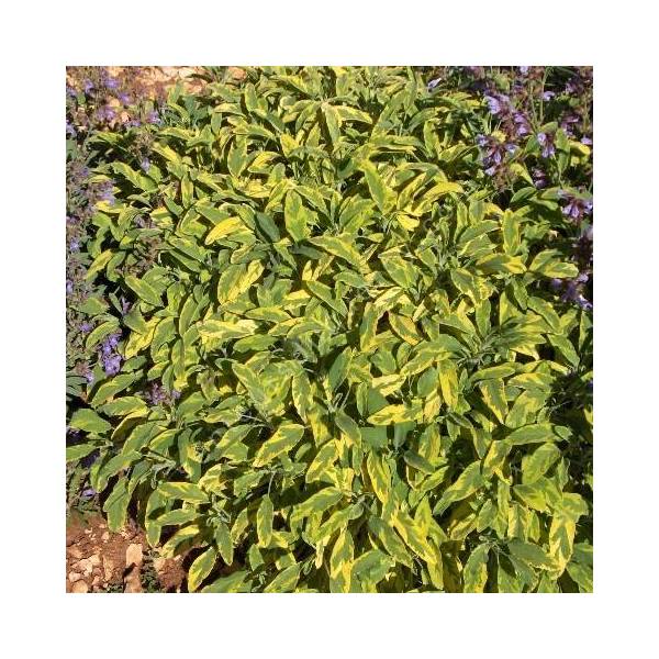 Salvia officinalis 'Icterina' - Sauge officinale panachée Salvia officinalis 'Icterina' - Sauge officinale panachée