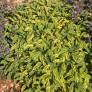 Salvia officinalis 'Icterina' - Sauge officinale panachée