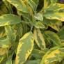 Salvia officinalis 'Icterina' - Sauge officinale panachée
