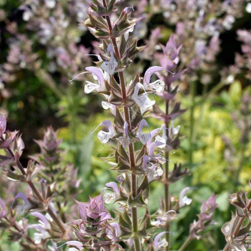 fleur de Salvia palestina - Sauge de Palestine