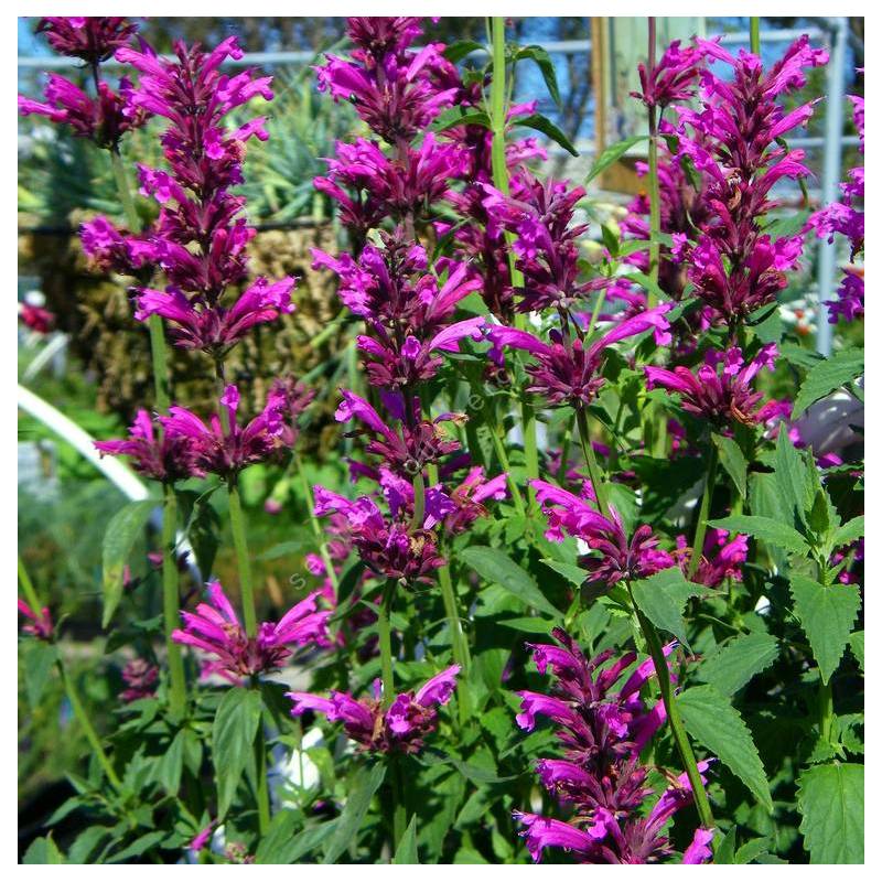 Agastache mexicana 'Sangria' - Agastache Mexicaine