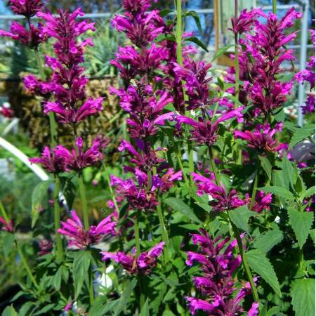 Agastache mexicana 'Sangria' - Agastache Mexicaine